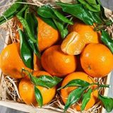 Taber Klemantin Kokulu Çekirdeksiz Mandalina Fidanı, Torbada