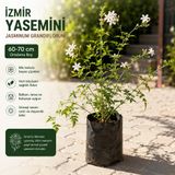 Taber Kokulu İzmir Yasemini Fidanı 60-70 cm – Beyaz Çiçekli Sarılıcı Yasemin