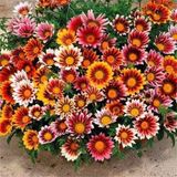 Taber Meramlı Kız Gazania Çiçeği Tohumu 1 PAKET (20 adet)