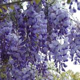 Taber Mor Salkım Fidanı (Wisteria Sinensis Prolific)