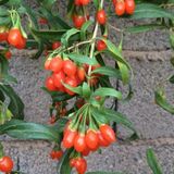 Taber Princess Tao Goji Berry Kurt Üzümü Fidanı