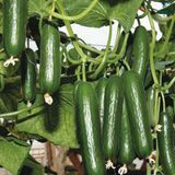 Taber Sırık Salatalık (Hıyar) Tohumu 1 Paket (50 Adet)
