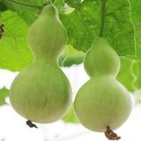 Taber Su Kabağı Çiçek Tohumu Lagenaria Siceraria 1 PAKET (5 Adet)