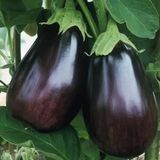 Taber Topan Patlıcan Tohumu (2 gram)
