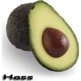Taber (Tozlayıcı) 3 Yaş Aşılı Hass Avakado Fidanı, Torbada