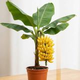 TABER Truly Tiny Dünyanın En Küçük Muz Fidanı - Saksıda Meyve Veren Bodur Muz Ağacı 30-50 cm