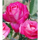 Taber Tüplü Aşılı Rose Dot Pembe Beyaz Yediveren Kokulu Gül Fidanı
