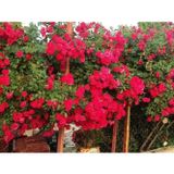 Taber Tüplü Kokulu Kırmızı Cherry Belle Sarmaşık Gül Fidanı(120-160 cm)