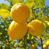 Taber Tüplü Yediveren Limon Fidanı