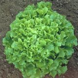 Taber Waldman's Green Marul Tohumu (100 tohum)