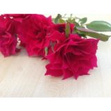 Taber Yıldız Şeklinde Çiçek Açan Star Love Gül Fidanı