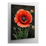 Tablo Mega Kanvas Tablo Kırmızı Gelincik Çiçeği 70 X 100 Cnvsdkey-124249-70-100