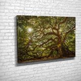 Tablo360 Melek Meşesi Kanvas Tablo 50X75