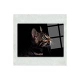 tablohouse- Kedi Ve Siyah Cam Tablo (50x75) sarı kırmızı siyah mavi 40 x 60
