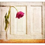 Tablolife Eğik Pembe Gül 35 x 50 cm Kanvas Tablo