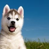 Tablolife Husky Yavrusu 35 x 50 cm Kanvas Tablo