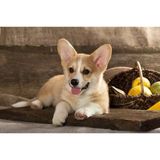 Tablolife Meyve Sepeti ve Köpek 35 x 50 cm Kanvas Tablo