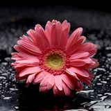 Tablolife Pembe Gerbera 35x50 cm Kanvas Tablo