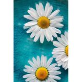 Tablolife Üç Papatya 60 x 90 cm Kanvas Tablo