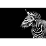 Tablolife Utangaç Zebra 35 x 50 cm Kanvas Tablo
