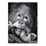 Tablomega Sevimli Orangutan Mdf Poster 35cm X50cm