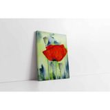 Tablosan Gelincik Kanvas Tablo 20 X 30 Cm Kb03001