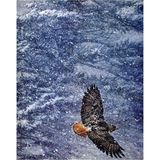 Tablosan Kar Yağışında Uçan Kartal Kanvas Tablo 70x90 cm Kb15107 70x90 cm