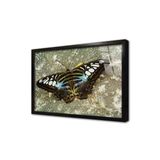 Tablosan Kelebek Çerçeveli Cam Tablo 20X30 Cm Ca32117