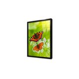 Tablosan Kelebek Çerçeveli Cam Tablo 20X30 Cm Ca32119