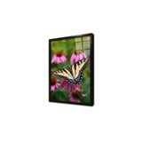 Tablosan Kelebek Çerçeveli Cam Tablo 50X70 Cm Ca32130