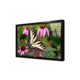Tablosan Kelebek Çerçeveli Cam Tablo 60X90 Cm Ca32131
