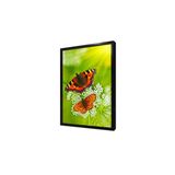 Tablosan Kelebek Çerçeveli Mdf Tablo 40 X 50 Cm Ma32119