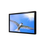 Tablosan Kuş Resimleri Çerçeveli Cam Tablo 50X70 Cm Ca32121