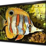Tablosan Melek Balığı Çerçeveli Cam Tablo 60x90 cm