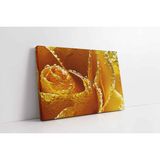 Tablosan Sarı Gül Yakın Çekim Kanvas Tablo 40 X 60 Cm Ka03240