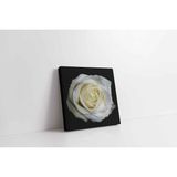Tablosan Siyah Fon Üzerinde Beyaz Gül Kanvas Tablo 30 X 30 Cm Ka03203