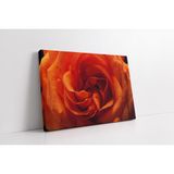 Tablosan Yakın Çekim Gül Kanvas Tablo 60 X 90 Cm Ka03655