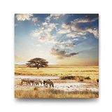 Tabloshop Afrika Zebra 100x100 cm Tablo