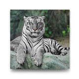 Tabloshop Bengal Kaplanı 50x50 cm Tablo