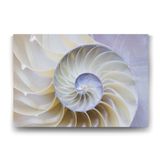 Tabloshop Beyaz Deniz Kabuğu 75x50 cm Tablo