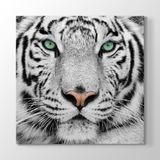 Tabloshop Beyaz Kaplan 40x40 cm Tablo