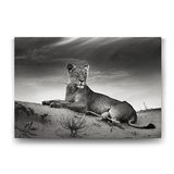 Tabloshop Dişi Aslan 100x70 cm Tablo