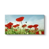tabloshop Gelincik Tarlası Panorama Tablo 140 x 70