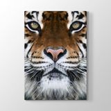 Tabloshop Kaplan Yüzü 50x75 cm Tablo
