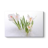 tabloshop Kardelen Çiçeği Kanvas Tablo 140 x 100