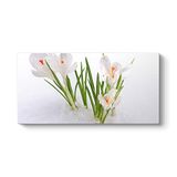 tabloshop Kardelen Çiçeği Kanvas Tablo 140 x 70