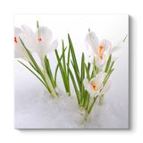 tabloshop Kardelen Çiçeği Kanvas Tablo 40 x 40