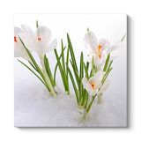 tabloshop Kardelen Çiçeği Kanvas Tablo 50 x 50