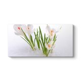 tabloshop Kardelen Çiçeği Kanvas Tablo 80 x 40