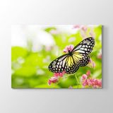 Tabloshop Kelebek 60x40 cm Tablo